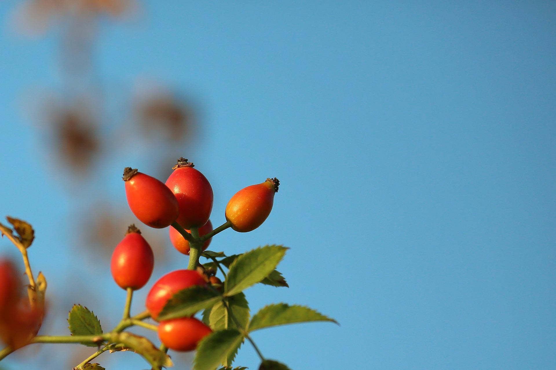 rosehip-gb0a48269c_1920 zdravilna zelišča, zelišča, tematska delavnica, jesen, vrt v jeseni