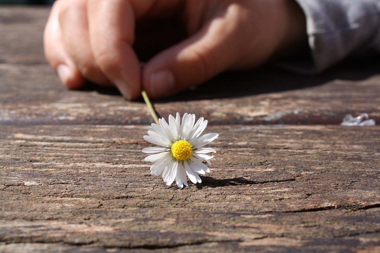 daisy-gf533b861d_1280